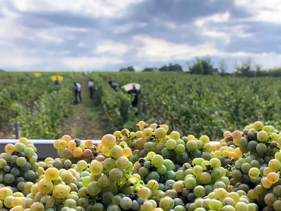 Les vignes du Domaine des Deux Moulins